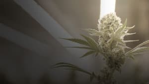 Cannabis : la série documentaire — foto 1