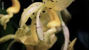 Le génie caché des plantes — foto 1