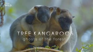 Tree Kangaroos: Ghosts of the Forest — foto 3