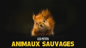 Les Petits Animaux Sauvages — foto 2