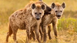 Hyena Coast — foto 1