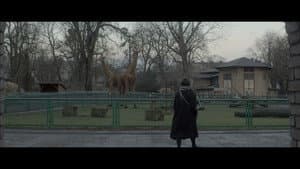 Anadolu Leoparı — foto 9
