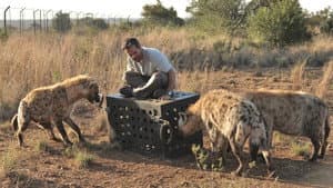 Killer IQ: Lion vs. Hyena — foto 1