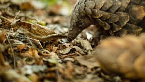 Gorongosa: Paradise Reborn — foto 3