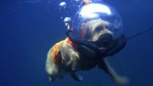 Benji (Takes a Dive) at Marineland — foto 3