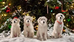Santa Paws 2: los cachorros de Santa — foto 1