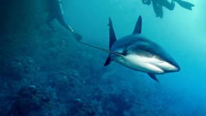 When Sharks Attack 360 — foto 12