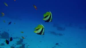 Amazing Ocean 3D — foto 2