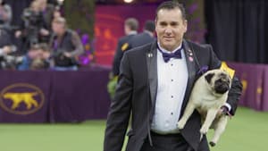 Exposición Canina de Westminster