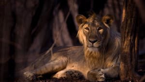 Secrets of Wild India — foto 1