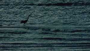 The Mammals of Victoria — foto 2