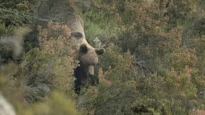 Ours, simplement sauvage — foto 1