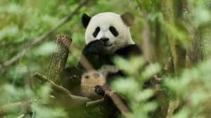 Moon, mi amigo panda — foto 4