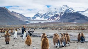 Wildlife: Resurrection Island — foto 1