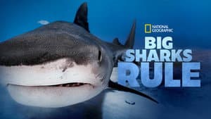 La guía de los grandes tiburones — foto 6