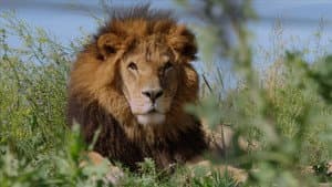 Lion Ark — foto 8