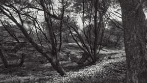 Under The Idhum Tree — foto 1