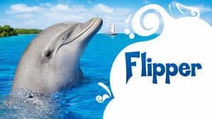 Flipper — foto 2