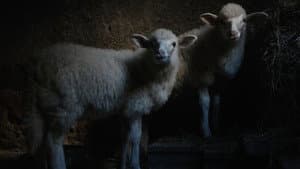 Agnus Dei — foto 1