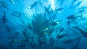 En busca de delfines