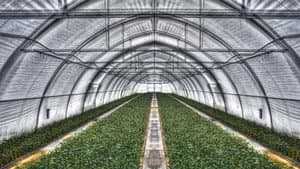 The Fog — foto 1