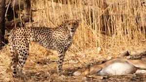 Serengeti Speed Queen — foto 6