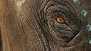 Nuestro bebé elefante — foto 2