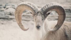 Paradies der Tiere — foto 1