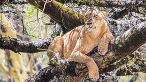 Lion Queen — foto 1