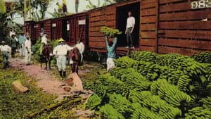 La Loi de la banane — foto 1