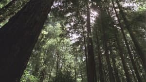 Redwood Curtain — foto 3