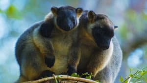 Tree Kangaroos: Ghosts of the Forest — foto 6