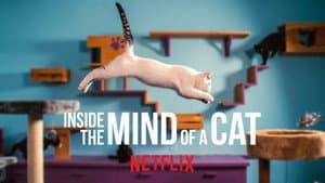 En la mente de un gato — foto 5