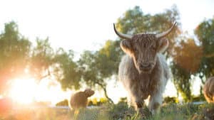 Mi gran pequeña granja: El regreso — foto 1