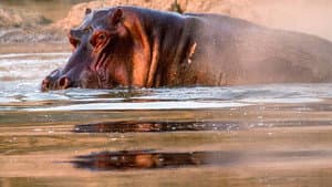 Hippos after Dark — foto 2