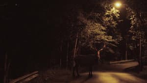 Lotawana — foto 5