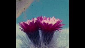 Herbaria — foto 4