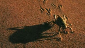 The Living Sands of Namib — foto 1