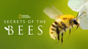Secrets of the Bees — foto 6