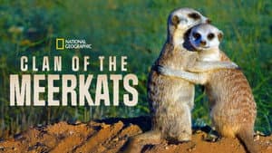 Clan of the Meerkat — foto 6