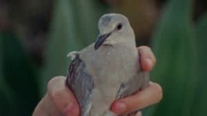 pigeonhole — foto 2