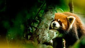 China: Misteriosa y salvaje — foto 2
