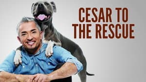 Cesar 911 — foto 4