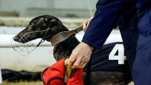 Going to the Dogs — foto 1