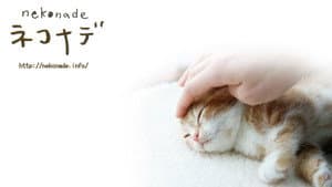 ネコナデ — foto 1
