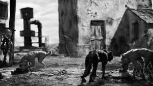 Canis — foto 2