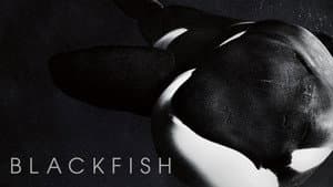 Blackfish — foto 8