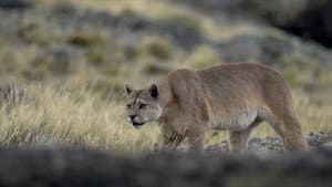 Puma, le fantôme du Gévaudan — foto 3