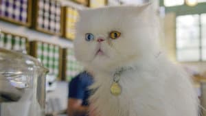Comment le chat a conquis le monde — foto 4