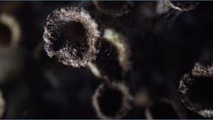 Lavsang - Song of the Lichens — foto 3